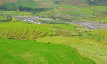 Sapa terraced paddy field